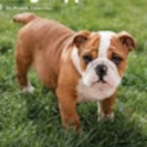 Meet your Posher, Annabelle